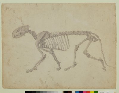 Lateral View of a Tiger Skeleton, finished study for Table IV of 